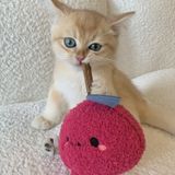  Đồ Chơi Mèo Hình Chú Mèo Catnip Gậy Gặm Nhấm Mài Răng [GIAO HÀNG 2-10 NGÀY | SỈ TỪ 2 TRIỆU | CÓ THỂ IN LOGO] 