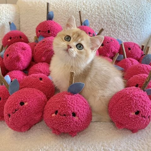  Đồ Chơi Mèo Hình Chú Mèo Catnip Gậy Gặm Nhấm Mài Răng [GIAO HÀNG 2-10 NGÀY | SỈ TỪ 2 TRIỆU | CÓ THỂ IN LOGO] 