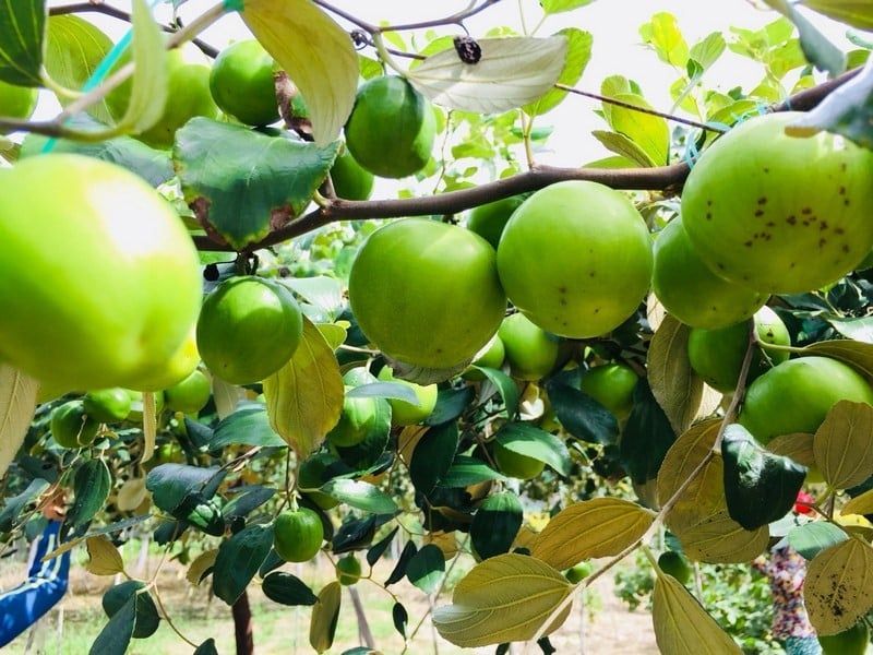 TOUR 1 NGÀY GÒ CÔNG - TRẢI NGHIỆM CÀO NGHÊU