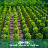  DU LỊCH TẠI PHÚ QUỐC - CÁP TREO HÒN THƠM - TẶNG VÉ BUFFET TRƯA 