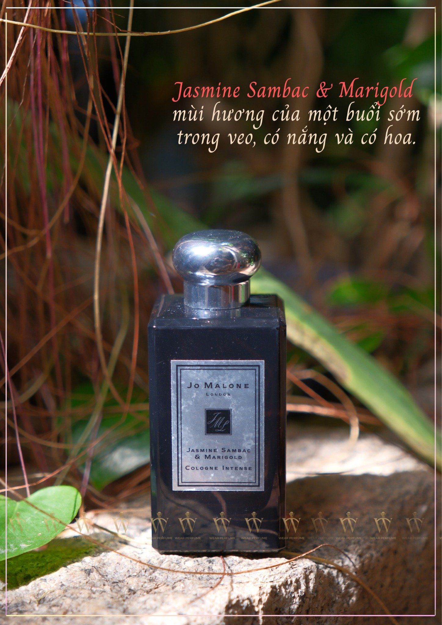 Jo malone Jasmine Sambac & Marigold Cologne Intense 