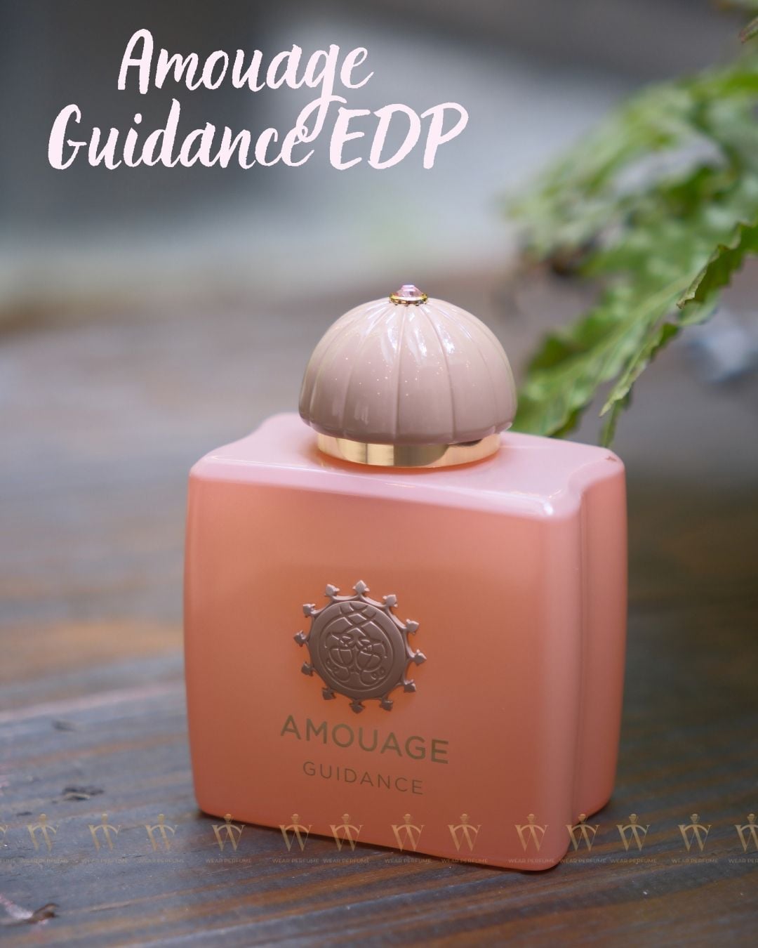  Amouage Guidance EDP 