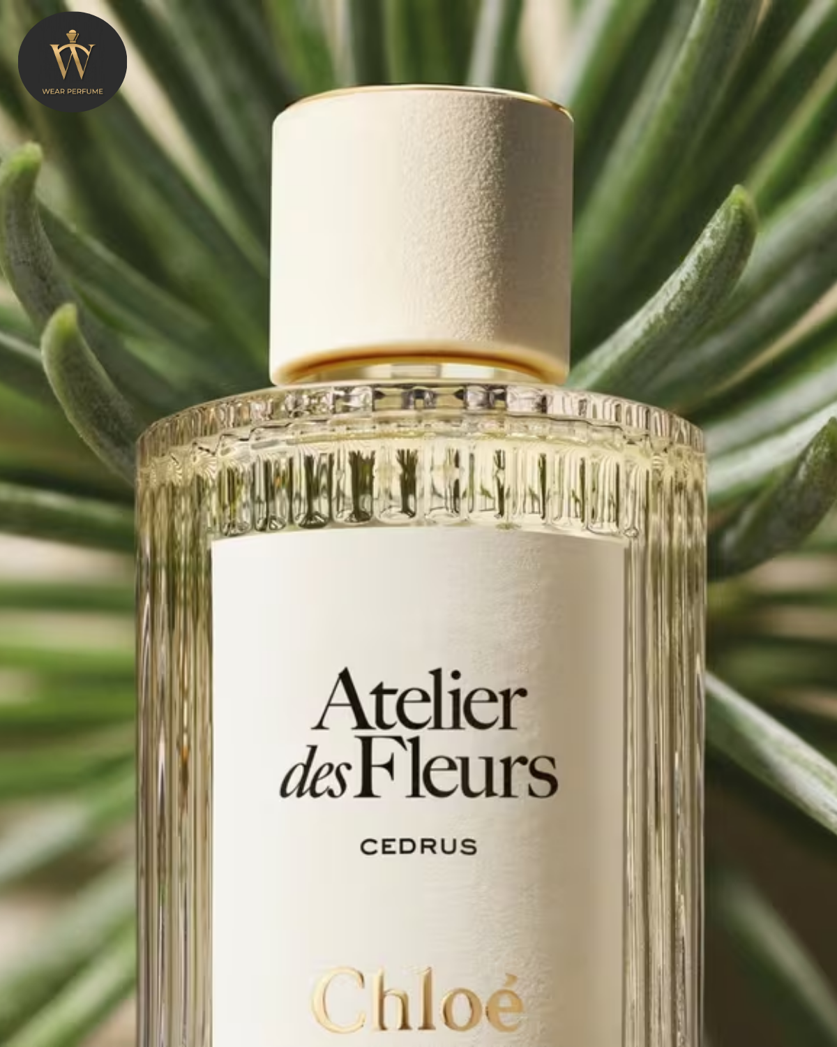  Chloe Atelier Des Fleurs Cedrus 