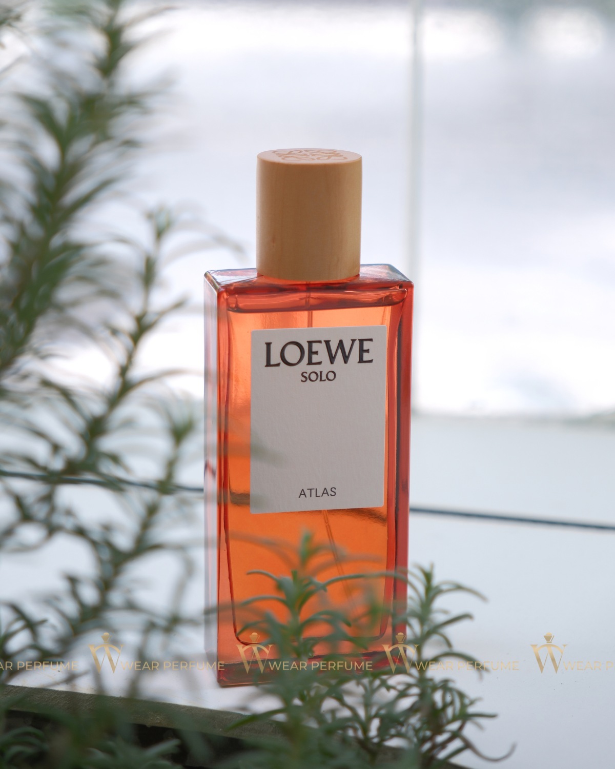  Loewe Solo Atlas EDP 