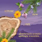  Xịt thơm phòng, khử mùi Febreze Air Mist Mountain Apline Wildflower Cedar 8.8Oz 250g 