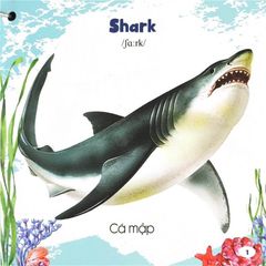Bộ Bách Khoa Toàn Thư Cho Bé - Động Vật Dưới Nước (Bộ 5 Cuốn) - Vanlangbooks