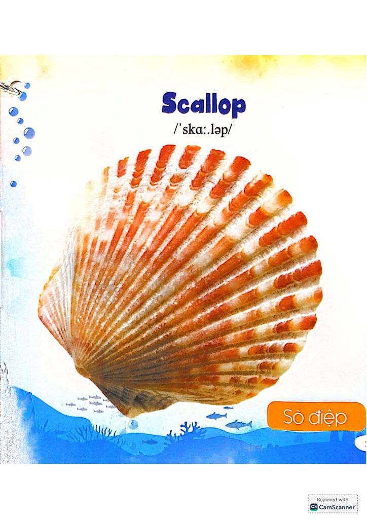 Bộ Bách Khoa Toàn Thư Cho Bé - Động Vật Dưới Nước (Bộ 5 Cuốn) - Vanlangbooks