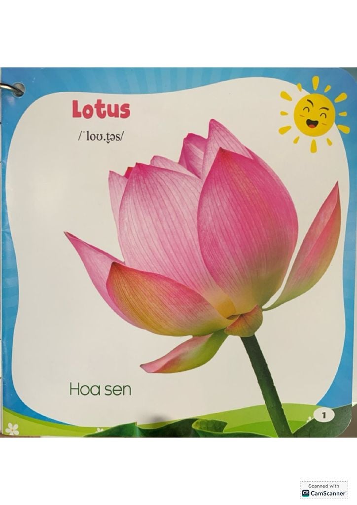 Bộ Bách Khoa Toàn Thư Cho Bé - Các Loài Hoa (Bộ 5 Cuốn) - Vanlangbooks