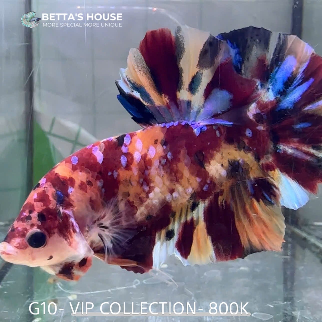 G10 Cá Trống Koi Galaxy Giant Betta (Male Koi Galaxy Giant Betta Fish)
