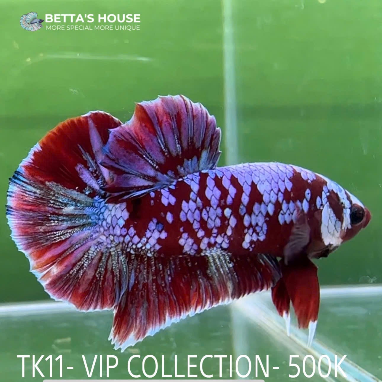 TK11 Cá Trống Red Koi Galaxy Betta (Male Red Koi Galaxy Betta Fish)
