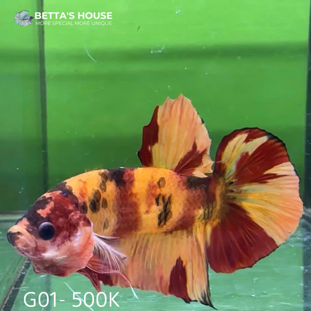 G01 Cá Trống Koi Galaxy Giant Betta (Male Koi Galaxy Giant Betta Fish)