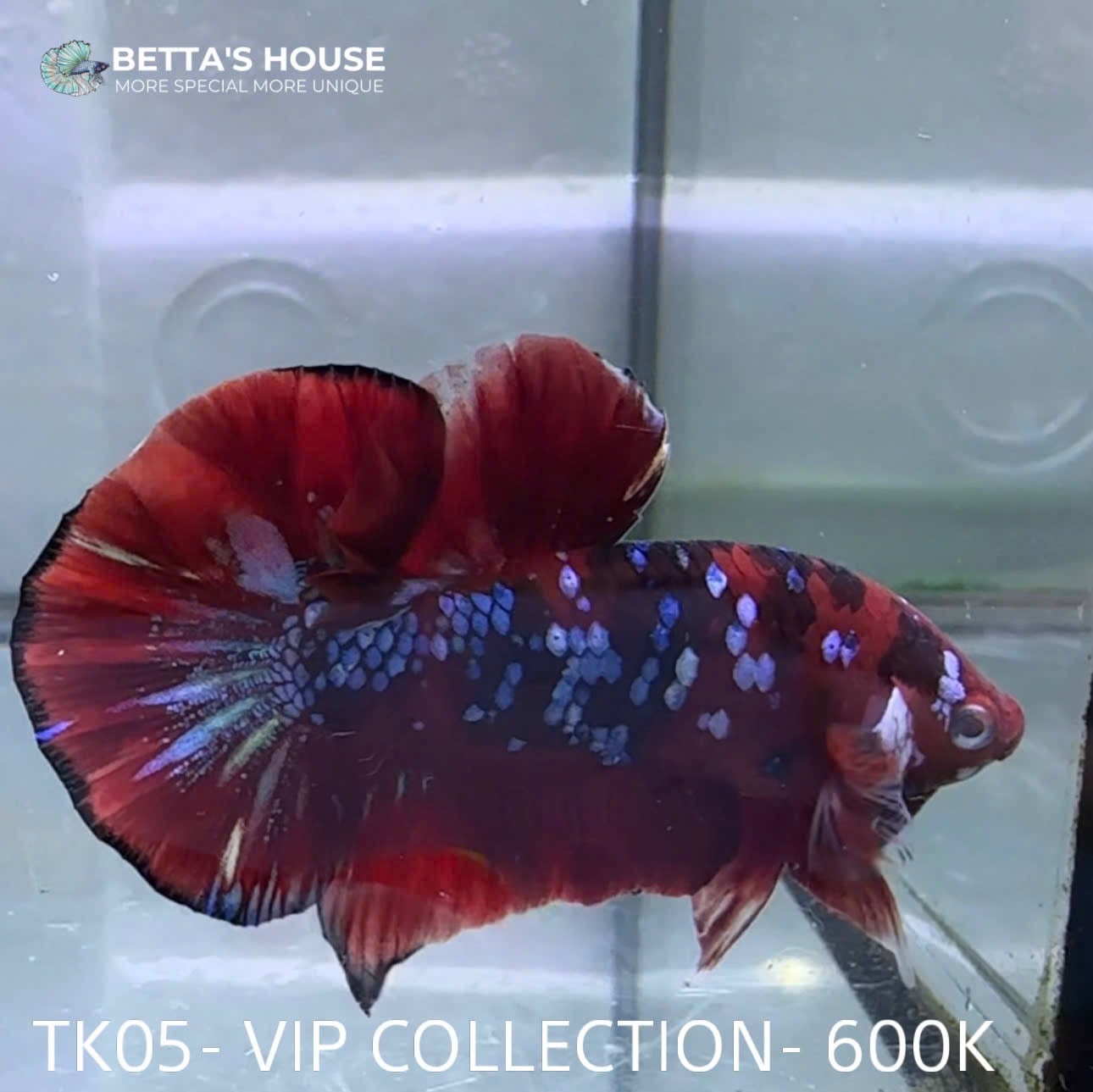 TK05 Cá Trống Red Koi Galaxy Betta (Male Red Koi Galaxy Betta Fish)