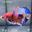 TM07 Cá Trống Nemo Metallic Betta (Male Nemo Metallic Betta Fish)