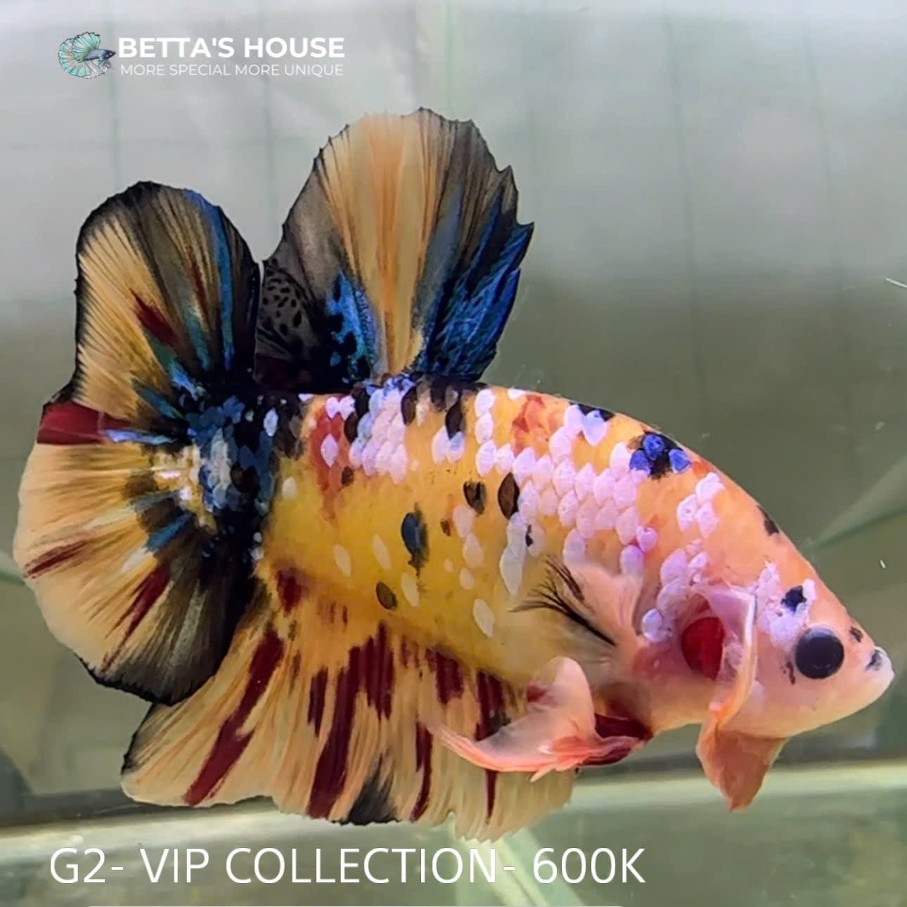 G02 Cá Trống Koi Galaxy Giant Betta (Male Koi Galaxy Giant Betta Fish)