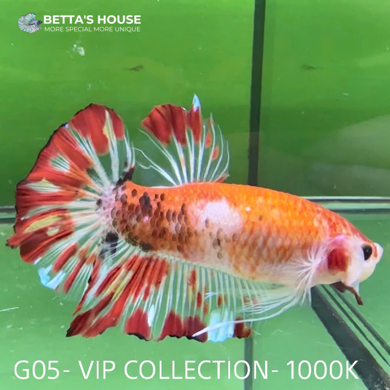 G05 Cá Trống Koi Galaxy Giant Betta (Male Koi Galaxy Giant Betta Fish)
