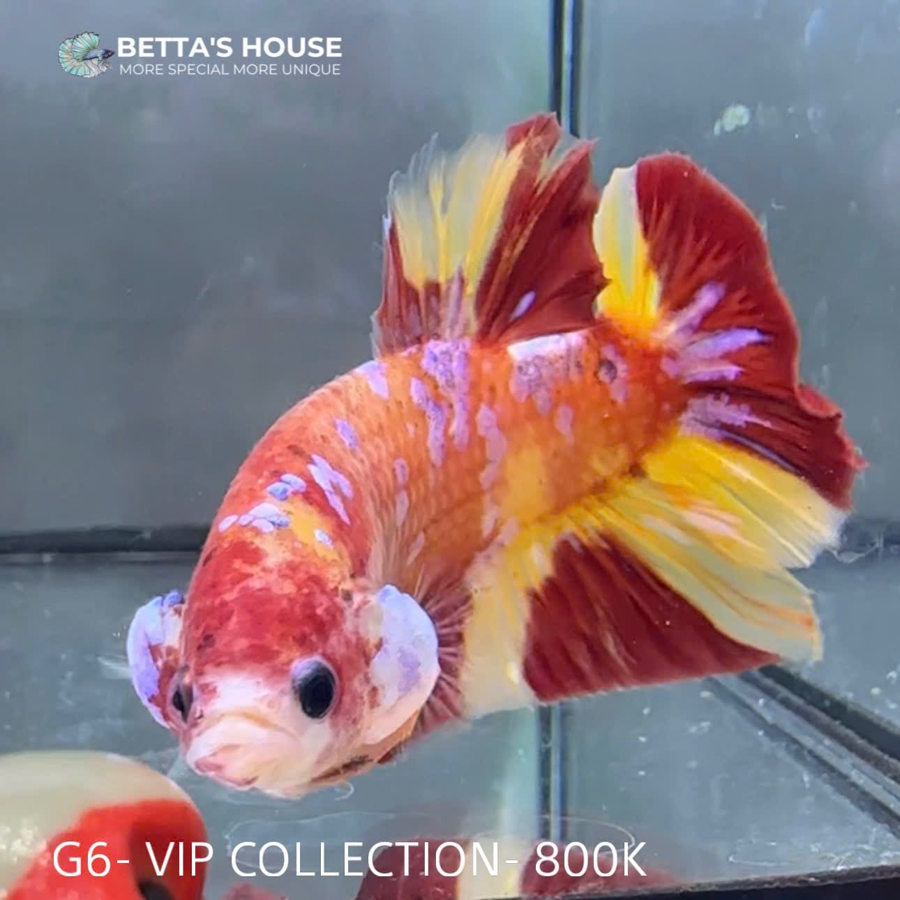 G06 Cá Trống Koi Galaxy Giant Betta (Male Koi Galaxy Giant Betta Fish)
