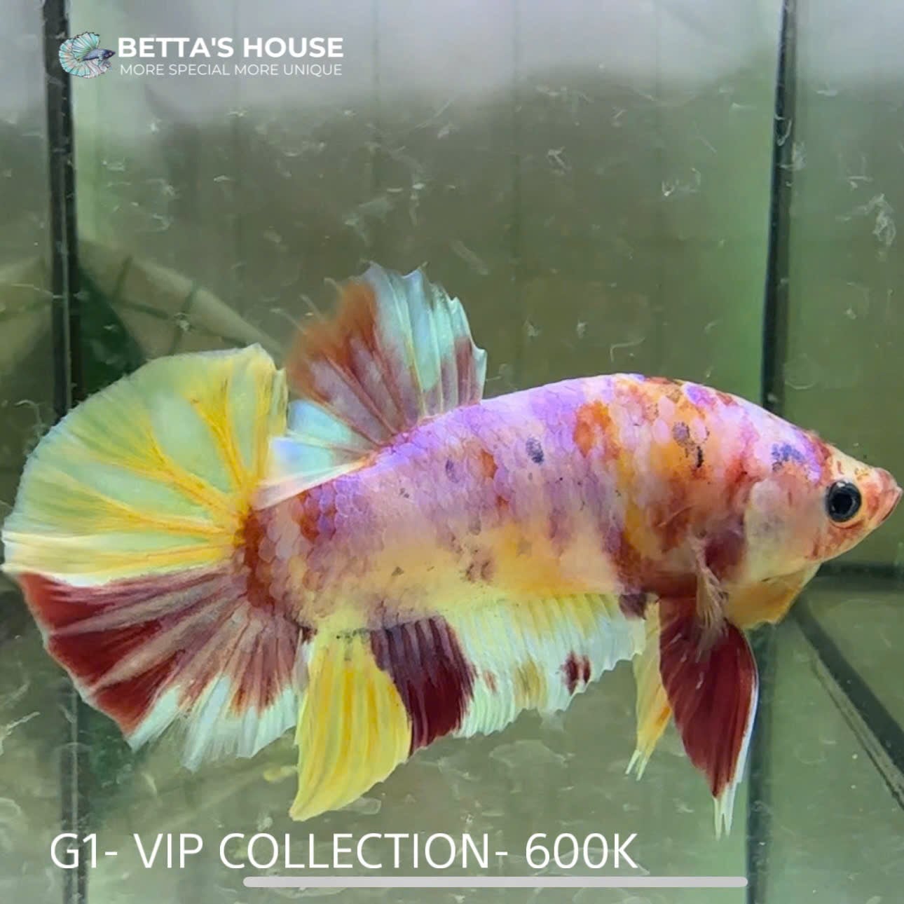 G01 Cá Trống Koi Galaxy Giant Betta (Male Koi Galaxy Giant Betta Fish)