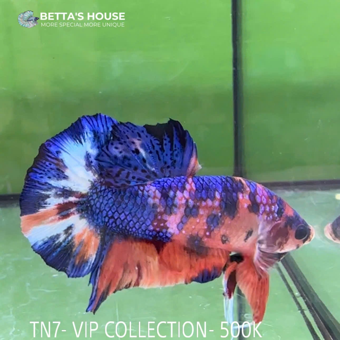 TM07 Cá Trống Nemo Metallic Betta (Male Nemo Metallic Betta Fish)
