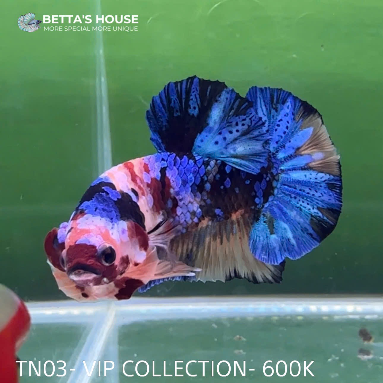 TN03 Cá Trống Nemo Koi Galaxy Betta (Male Nemo Koi Galaxy Betta Fish)