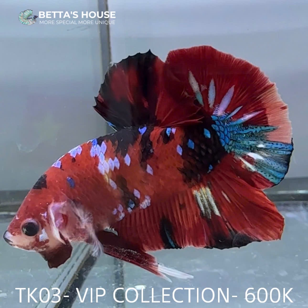 TK03 Cá Trống Red Koi Galaxy Betta (Male Red Koi Galaxy Betta Fish)