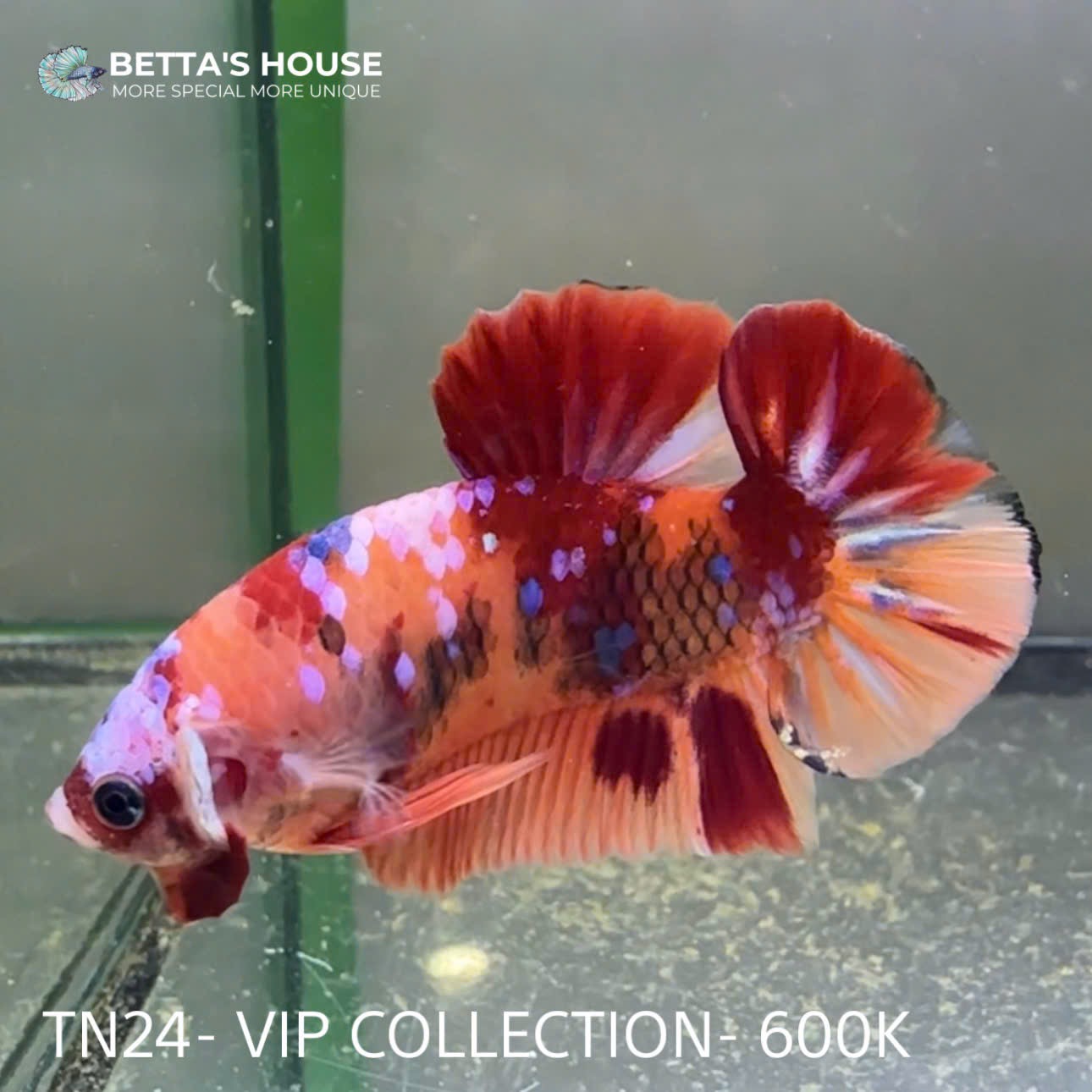 TN24 Cá Trống Nemo Koi Galaxy Betta (Male Nemo Koi Galaxy Betta Fish)