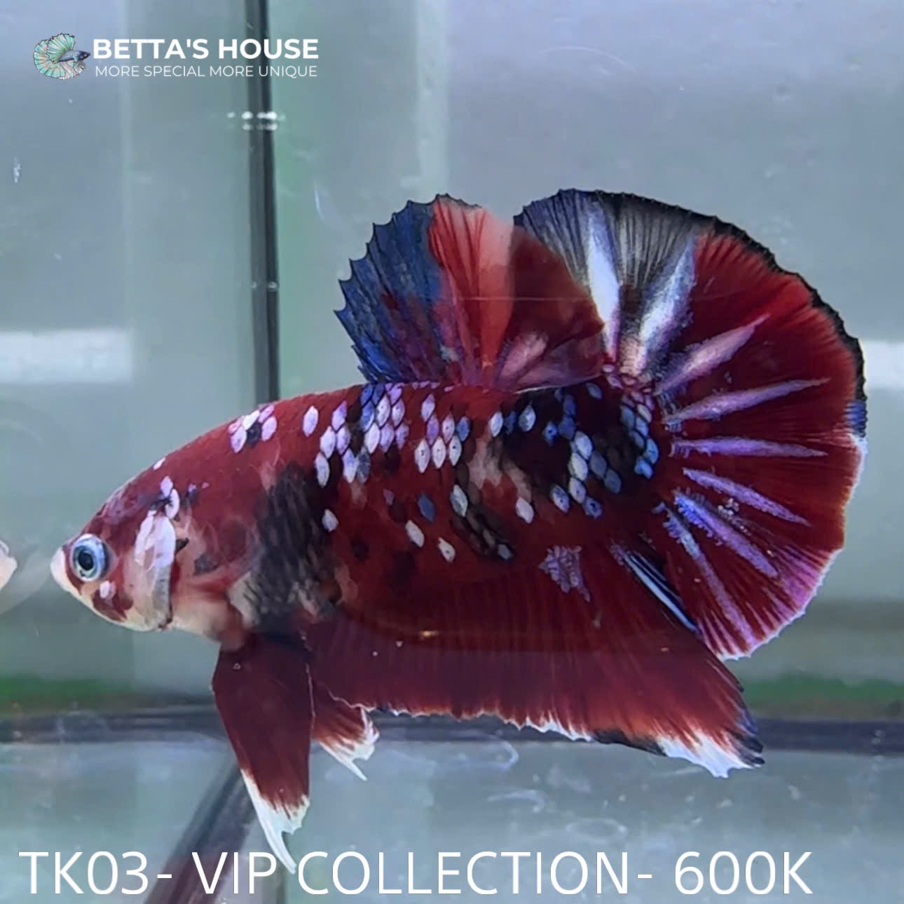 TK03 Cá Trống Red Koi Galaxy Betta (Male Red Koi Galaxy Betta Fish)