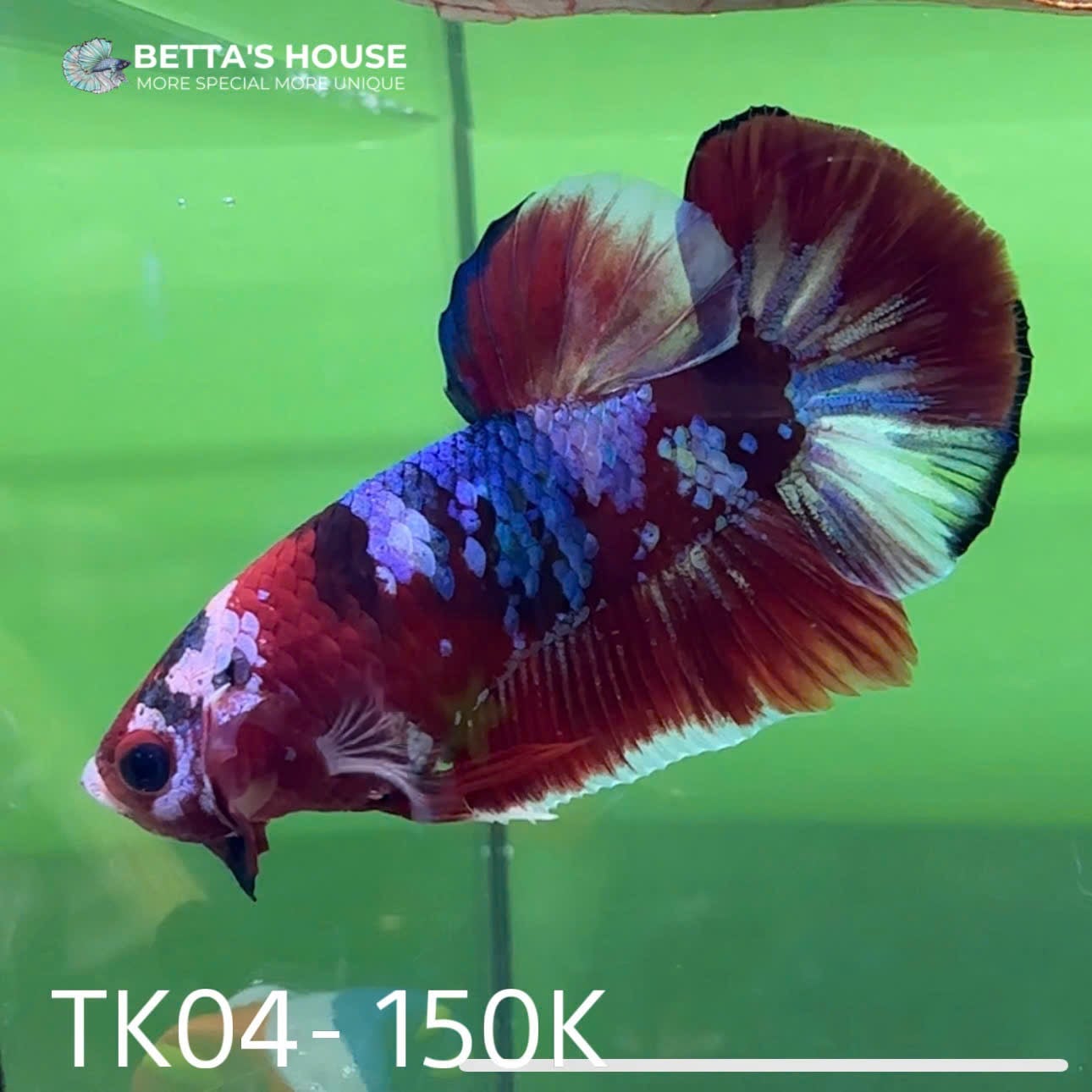 TK04 Cá Trống Red Koi Galaxy Betta (Male Red Koi Galaxy Betta Fish)