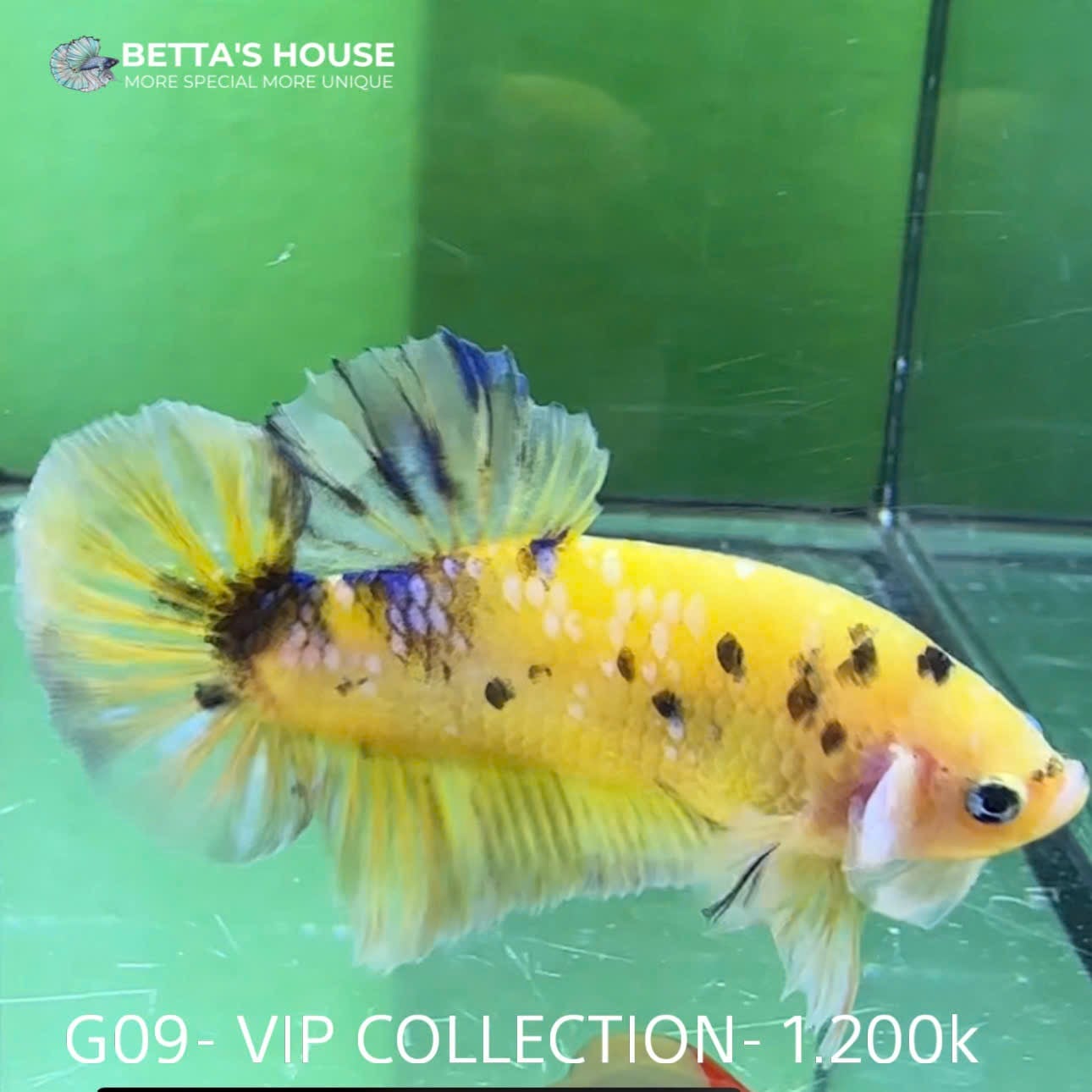 G09 Cá Trống Koi Galaxy Giant Betta (Male Koi Galaxy Giant Betta Fish)