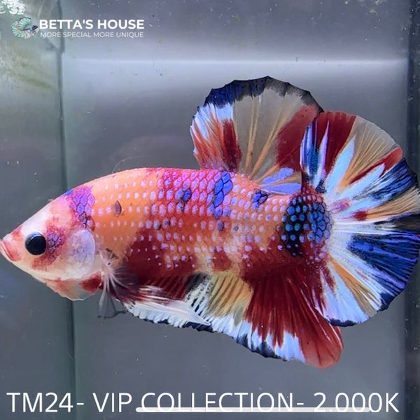 TM24 Cá Trống Nemo Metallic Betta (Male Nemo Metallic Betta Fish ...
