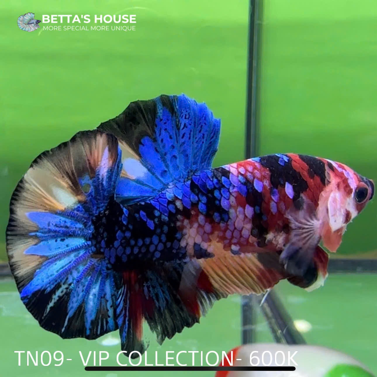 TN09 Cá Trống Nemo Koi Galaxy Betta (Male Nemo Koi Galaxy Betta Fish)