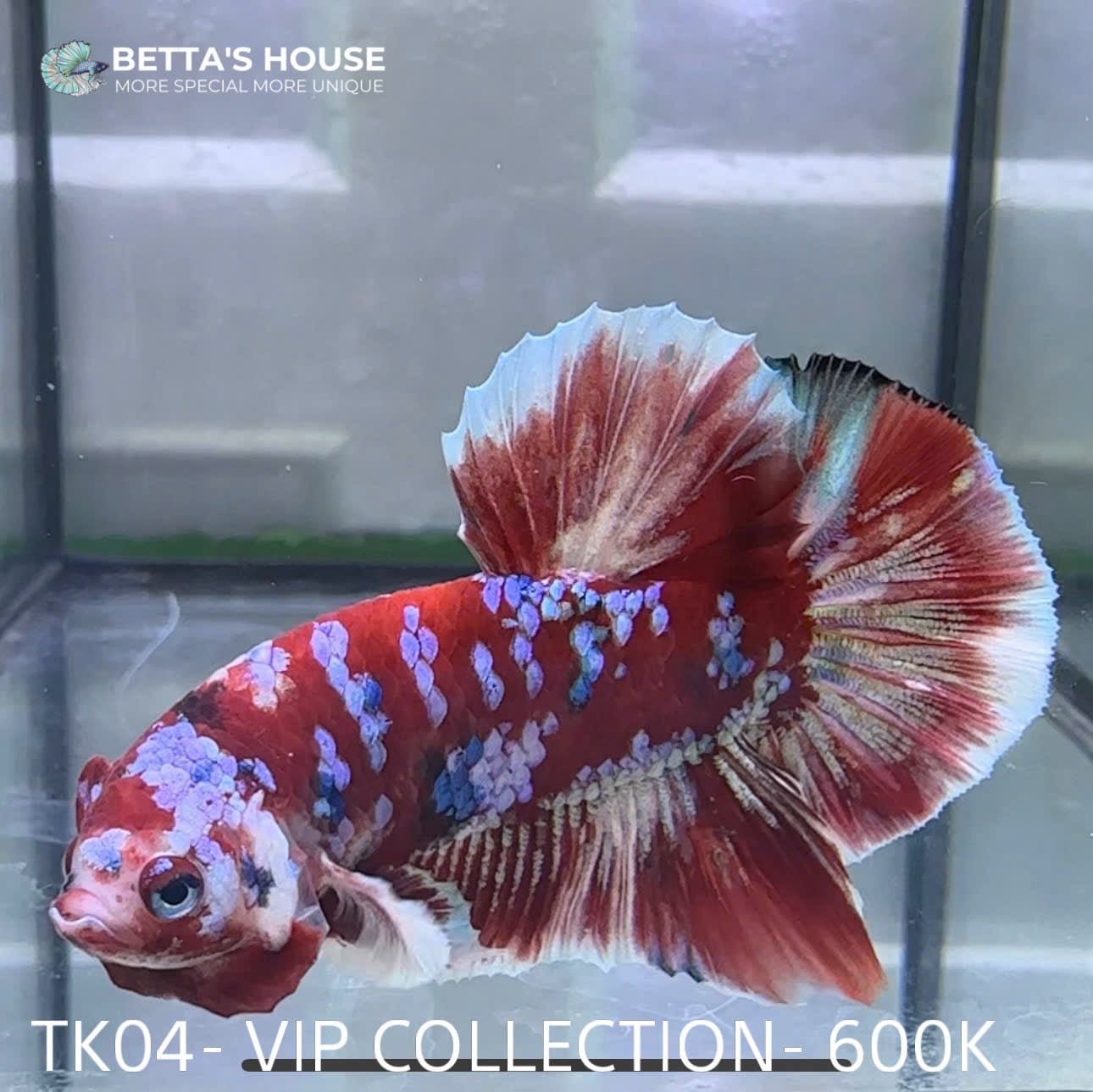 TK04 Cá Trống Red Koi Galaxy Betta (Male Red Koi Galaxy Betta Fish)
