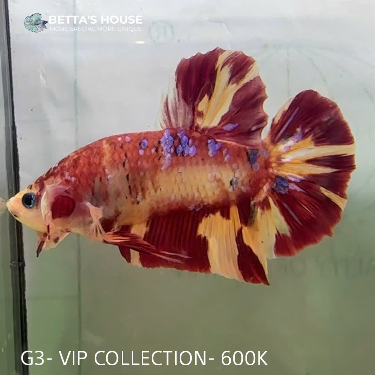 G03 Cá Trống Koi Galaxy Giant Betta (Male Koi Galaxy Giant Betta Fish)