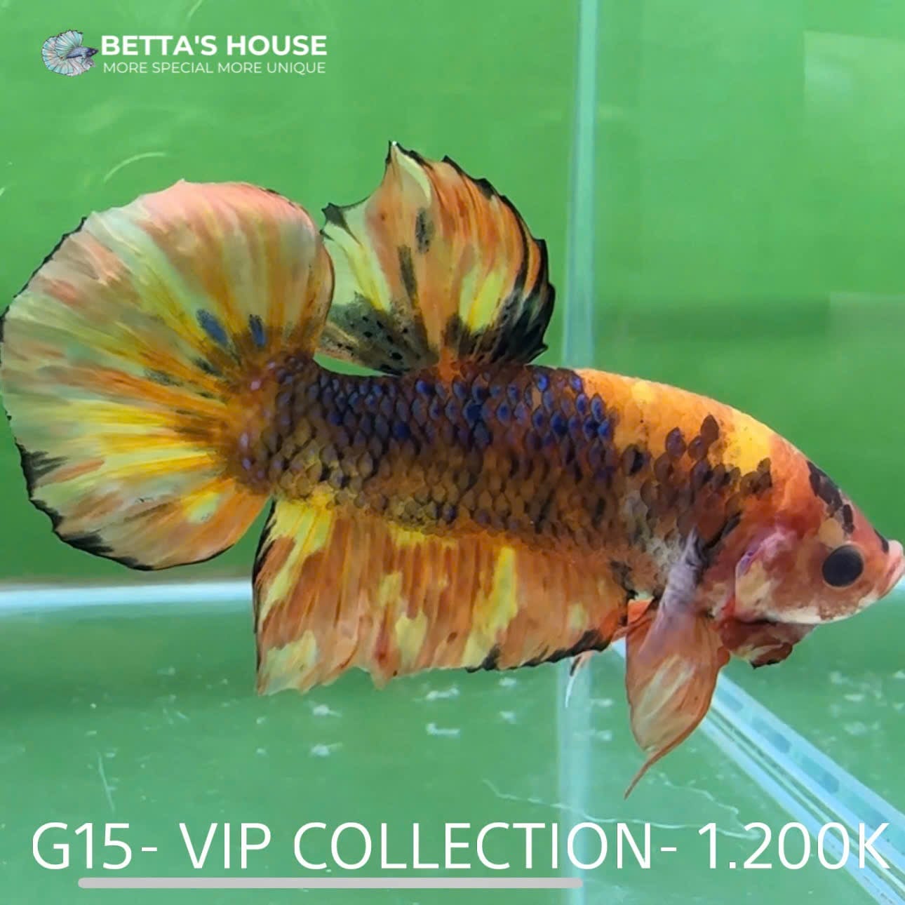 G15 Cá Trống Koi Galaxy Giant Betta (Male Koi Galaxy Giant Betta Fish)