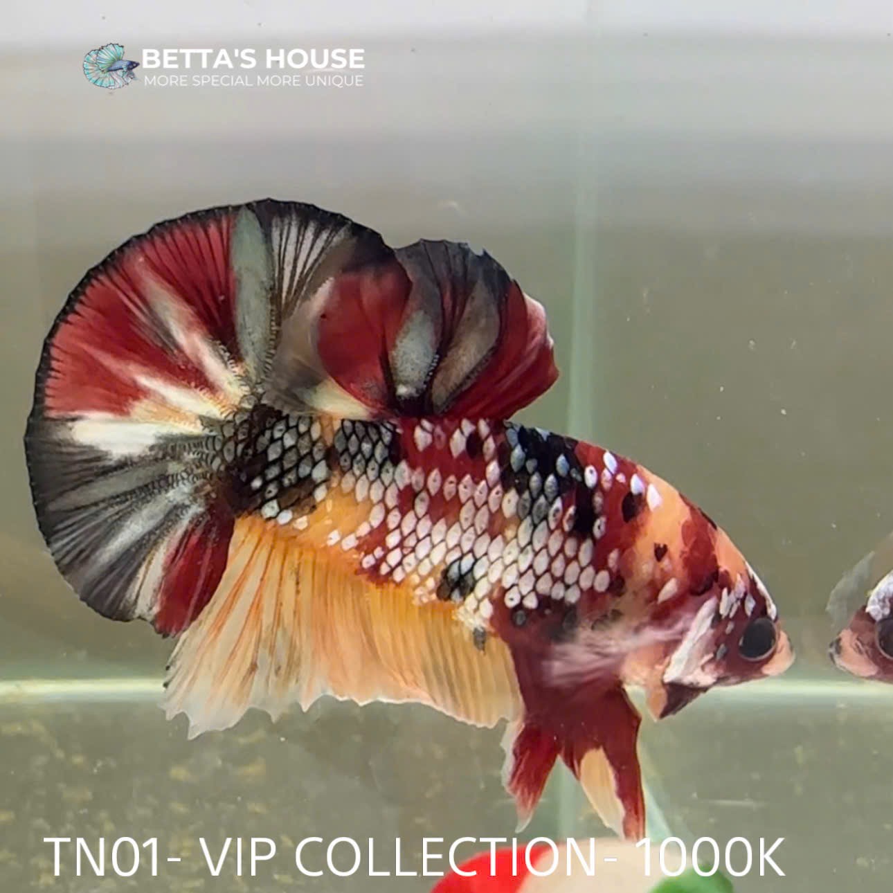 TN01 Cá Trống Nemo Koi Galaxy Betta (Male Nemo Koi Galaxy Betta Fish)