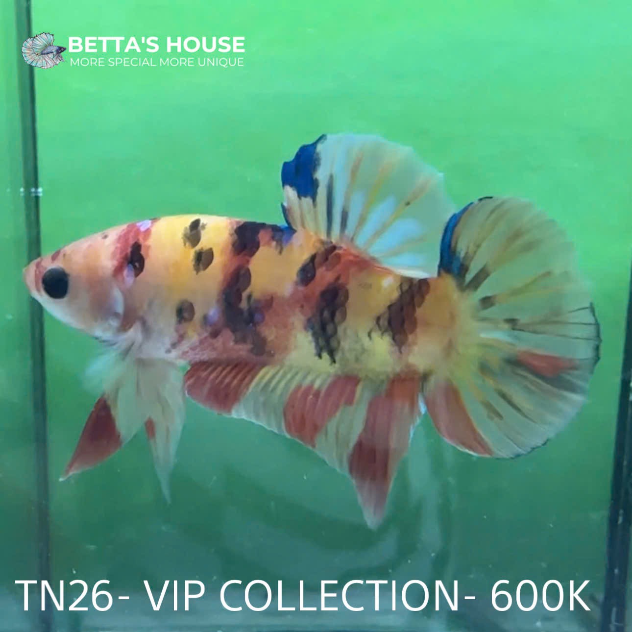 TN26 Cá Trống Nemo Koi Galaxy Betta (Male Nemo Koi Galaxy Betta Fish)