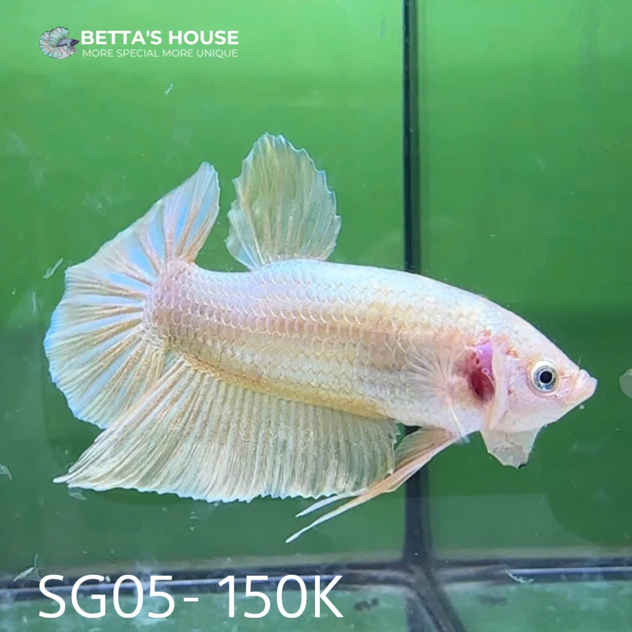 SG05 Cá Betta Super Gold Plakat