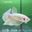 SG05 Cá Betta Super Gold Plakat