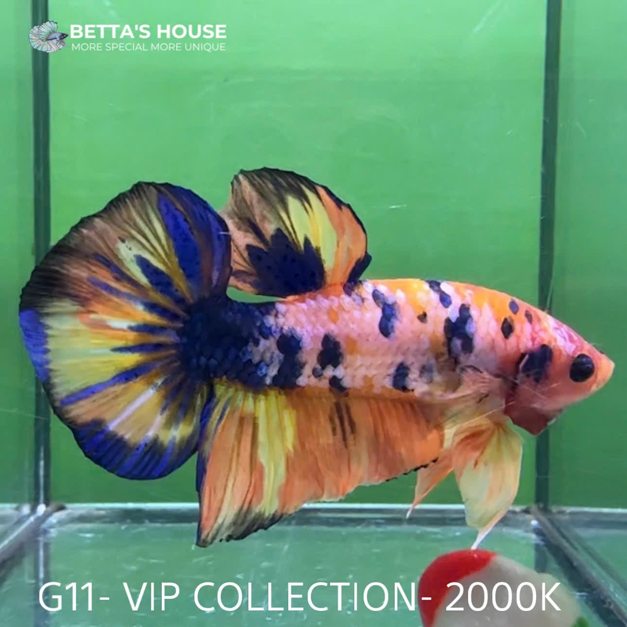 G11 Cá Trống Koi Galaxy Giant Betta (Male Koi Galaxy Giant Betta Fish)