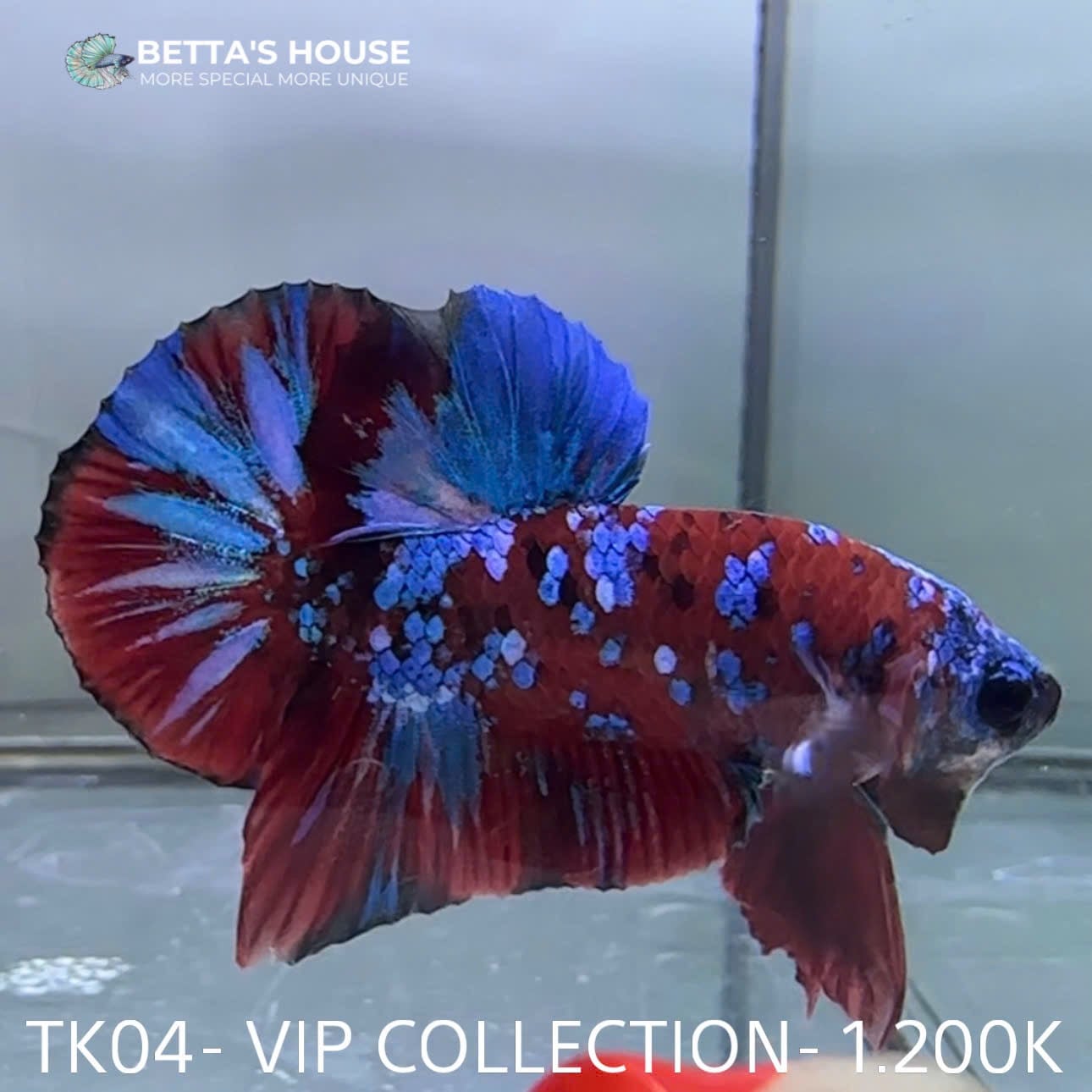 TK04 Cá Trống Red Koi Galaxy Betta (Male Red Koi Galaxy Betta Fish)