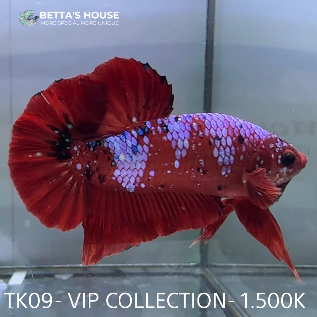 TK09 Cá Trống Red Koi Galaxy Betta (Male Red Koi Galaxy Betta Fish)