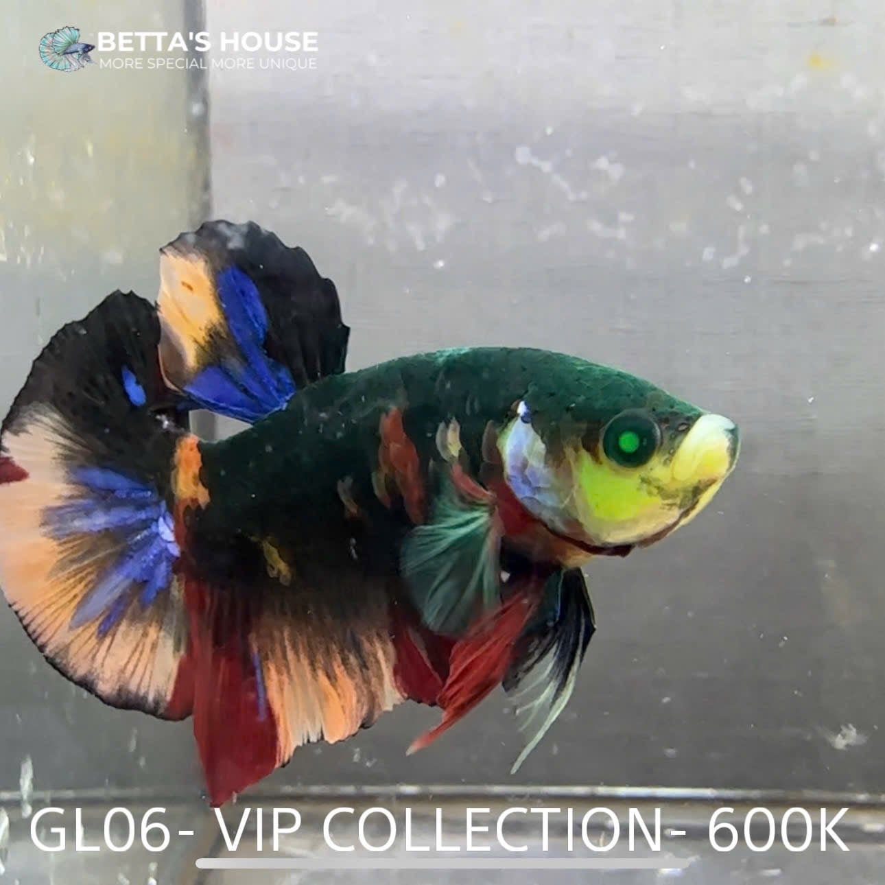 GL06 | Glofish Betta dạ quang | Betta's House