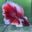 DB01 Cá Trống Betta Dumbo Halfmoon