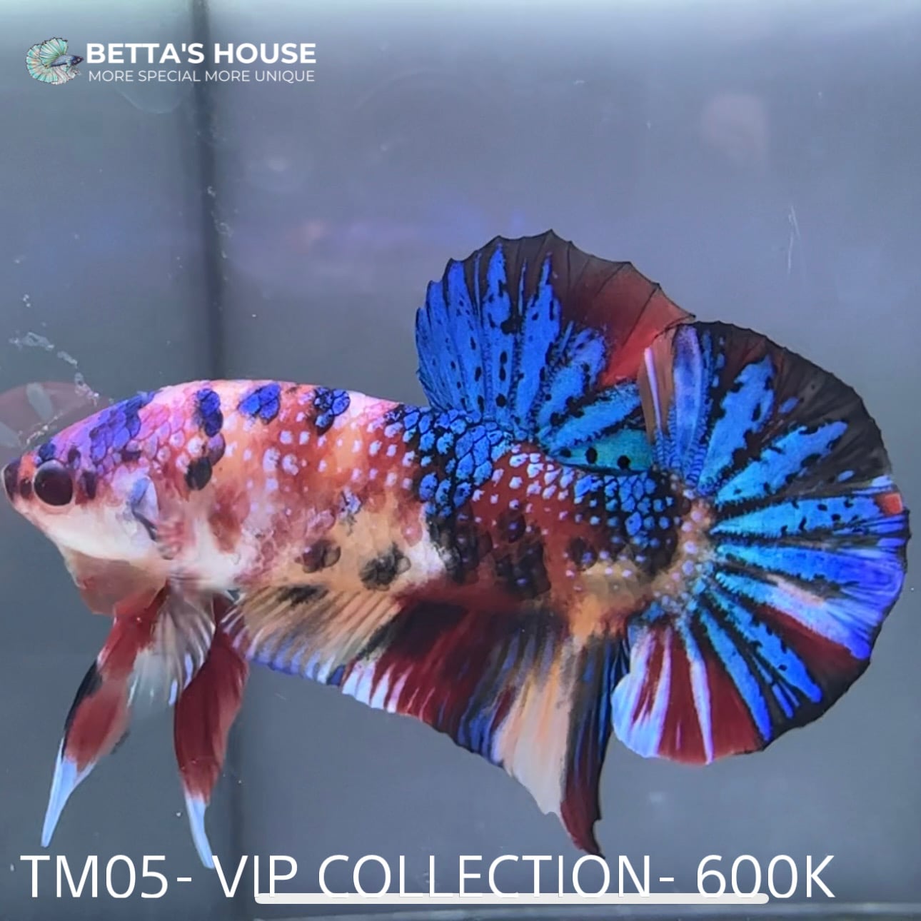 TM05 Cá Trống Nemo Metallic Betta (Male Nemo Metallic Betta Fish)
