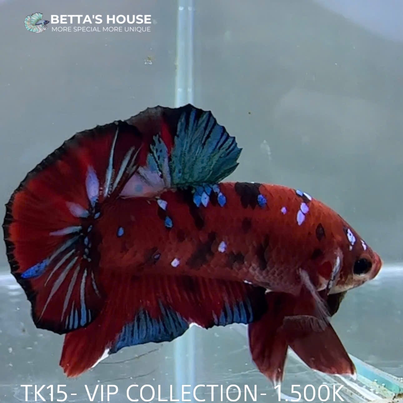 TK15 Cá Trống Red Koi Galaxy Betta (Male Red Koi Galaxy Betta Fish)