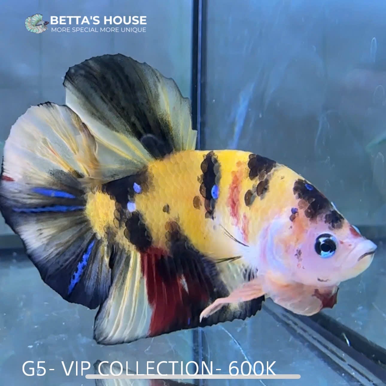 G05 Cá Trống Koi Galaxy Giant Betta (Male Koi Galaxy Giant Betta Fish)