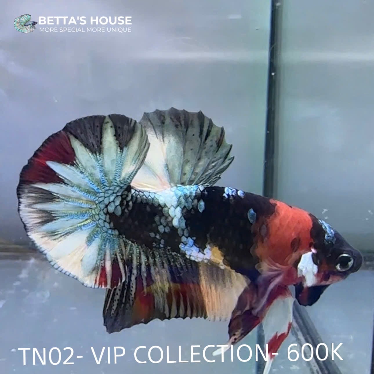 TN02 Cá Trống Nemo Koi Galaxy Betta (Male Nemo Koi Galaxy Betta Fish)