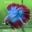 HM03 Cá Trống Betta Halfmoon (Male Halfmoon Betta Fish)
