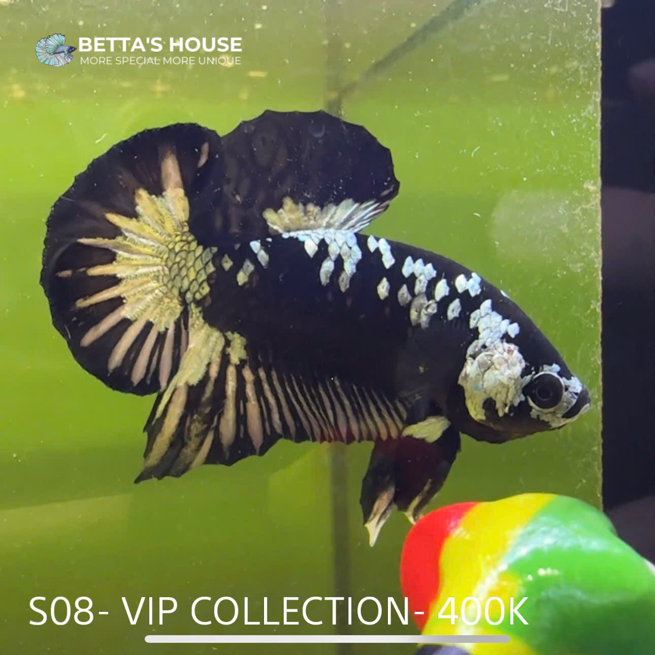 S08 Cá Trống Samurai Betta (Male Samurai Betta Fish)