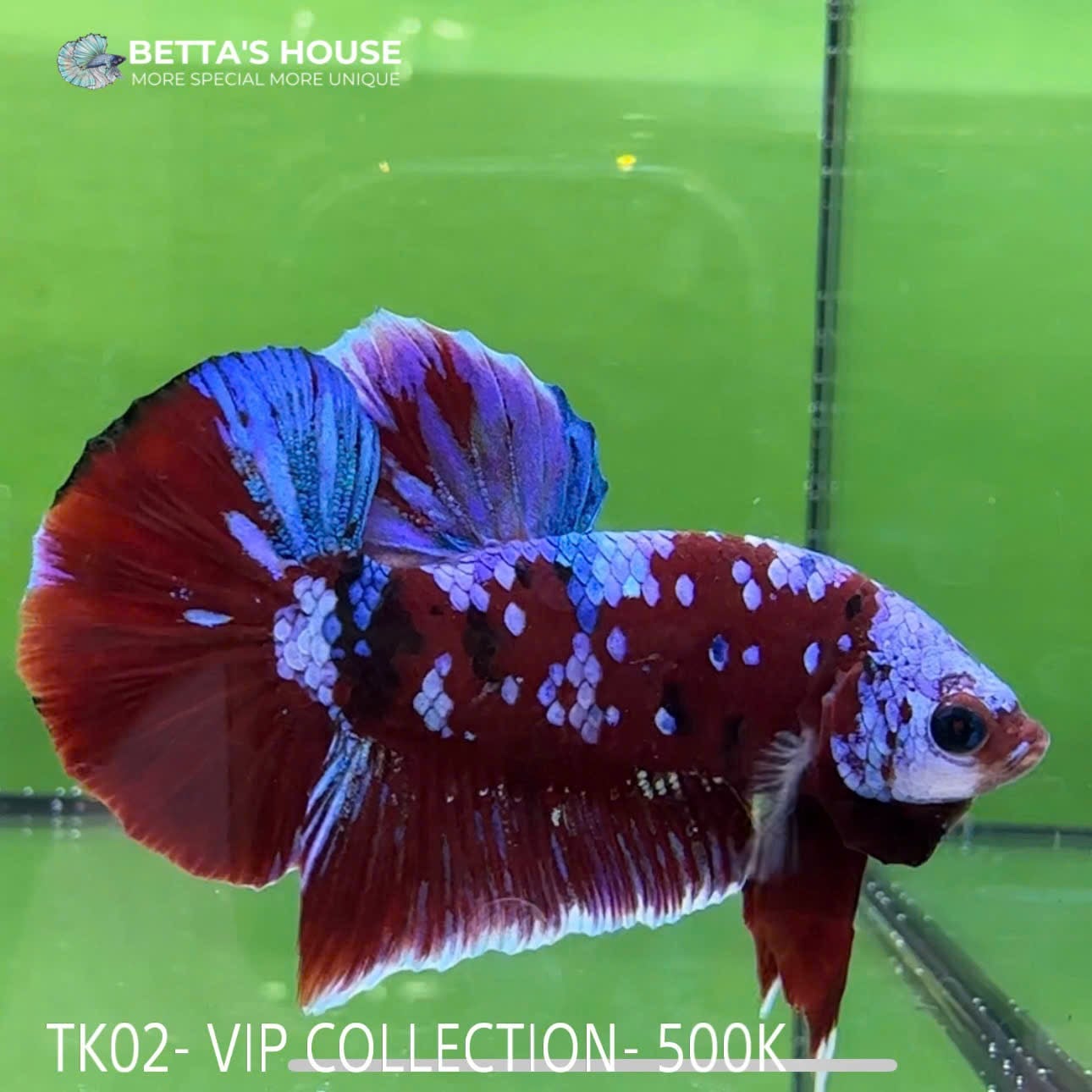 TK02 Cá Trống Red Koi Galaxy Betta (Male Red Koi Galaxy Betta Fish)