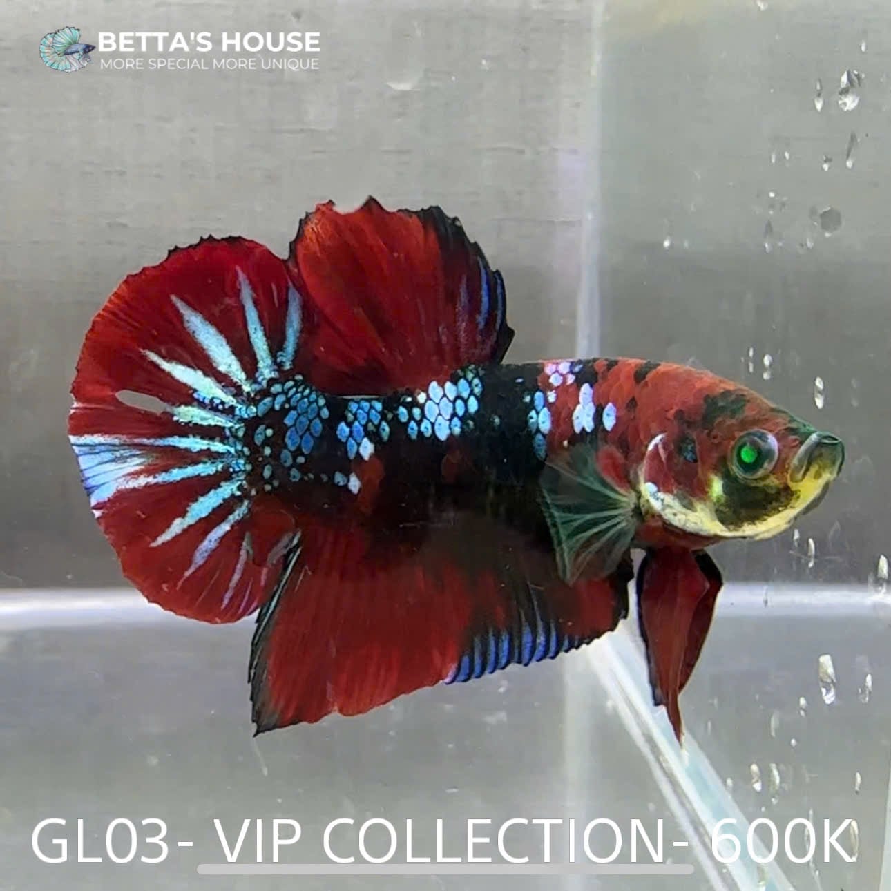 GL03 | Glofish Betta dạ quang | Betta's House